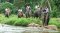 Elephant Trekking & Waterfall