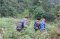 One Day Hiking Trail – Doi Inthanon Hilltribe Trail