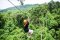 Flight of the Gibbon,Chiang Mai Trip,Northern Thailand