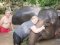 Half Day Morning Hug elephant sanctuary