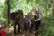 照顾大象半日游下午（没有骑大象）Hug Elephant Sanctuary