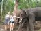 ดูแลช้างครึ่งวันตอนเช้า Hug Elephant Sanctuary