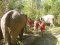 One Day Into The Wild Elephant Camp