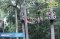 Jungle Flight  Ultimate ( JF2 ) ,Chiang Mai Trip,Northern Thailand