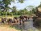 ดูแลช้างครึ่งวันตอนบ่าย Kanta Elephant Sanctuary