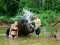 Elephant Bathing & Feeding