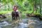 Krabi Rainforest Discovery Tour & Elephant Trekking