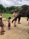 One Day Maeklang Elephant Conservation Community