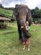 ดูแลช้างเต็มวัน (ไม่มีขี่ช้าง) Maeklang Elephant Conservation Community