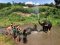 Half Day Afternoon Maeklang Elephant Conservation Community
