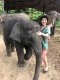 One Day Maeklang Elephant Conservation Community