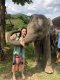 ดูแลช้างครึ่งวันตอนเช้า Maeklang Elephant Conservation Community