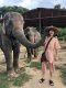 One Day Maeklang Elephant Conservation Community