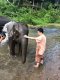 One Day Maeklang Elephant Conservation Community