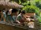 Half Day Afternoon Maeklang Elephant Conservation Community