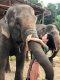 照顾大象一日游（没有骑大象）Maeklang Elephant Conservation Community 
