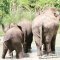 ดูแลช้างครึ่งวัน ตอนเช้า Mae Rim Elephant Sanctuary
