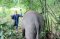 One Day Maerim Elephant Sanctuary