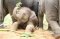 ดูแลช้างเต็มวัน (ไม่มีขี่ช้าง) Maerim Elephant Sanctuary