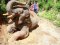 ดูแลช้างครึ่งวันตอนบ่าย Mae Rim Elephant Sanctuary