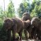 Half Day Afternoon Maerim Elephant Sanctuary