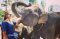 ดูแลช้างครึ่งวัน ตอนเช้า Mae Rim Elephant Sanctuary
