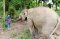 ดูแลช้างเต็มวัน (ไม่มีขี่ช้าง) Maerim Elephant Sanctuary