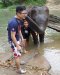 Maewang Elephant (A)：骑大象 / 给大象洗澡 / 自喂食大象