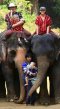 照顾关怀大象骑大象一日游Patara Elephant Farm