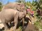 กิจกรรมเลี้ยงช้างครึ่งวันบ่าย ที่ Phoenix Elephant Sanctuary