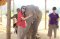 Half Day Morning Ran Tong Elephant Care 
