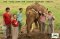 One Day Ran Tong Elephant Care