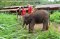 照顾大象半日游早上（没有骑大象）Rantong Save Rescue Elephant Centre
