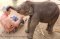 照顾大象半日游早上（没有骑大象）Rantong Save Rescue Elephant Centre