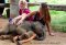 Half Day Afternoon Ran Tong Elephant Care