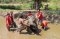 Half Day Afternoon Ran Tong Elephant Care