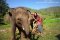One Day Ran Tong Elephant Care