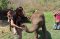 照顾大象半日游早上（没有骑大象）Rantong Save Rescue Elephant Centre