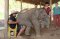 ดูแลช้างครึ่งวันตอนบ่าย Rantong Save Rescue Elephant Centre