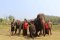 One Day Ran Tong Elephant Care