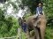 One Day Elephant Riding at Thai Elephant Home