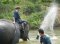 One Day Thai Elephant Home Mahout Training