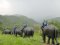 โปรแกรมฝึกช้างเต็มวัน (ขี่ช้าง) Thai Elephant Home