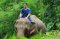 ฝึกช้างครึ่งวันตอนเช้า (ขี่ช้าง) Thai Elephant Home 
