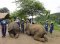 One Day Elephant Riding at Thai Elephant Home
