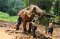 ดูแลช้างครึ่งวันตอนบ่าย Toto's Elephant Sanctuary
