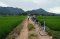 Rice Field Visions , CITY BIKING ( Mountain Biking )
