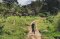HEART OF DARKNESS  ( TRAIL HEAD )