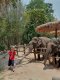 One Day Doi Suthep & elephant Care At Home