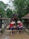 One Day Doi Suthep & elephant Care At Home